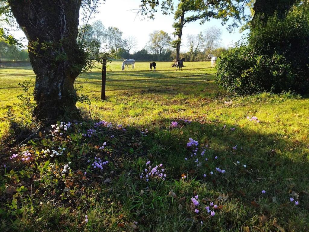 Maison De Campagne Au Coeur D'Un Elevage De Poneys Connemara Le Landreau المظهر الخارجي الصورة